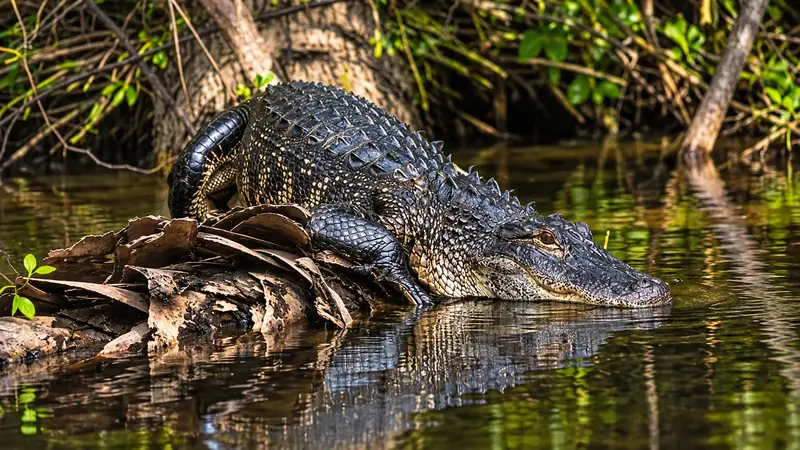 American alligator resting beside a wooded Florida riverbank
