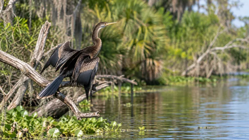 Anhinga resting with wings spread along a Florida river